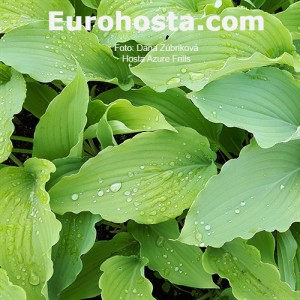 Hosta Azure Frills - Eurohosta 1