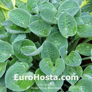 Hosta Baby Bunting