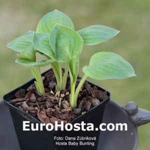 Hosta Baby Bunting