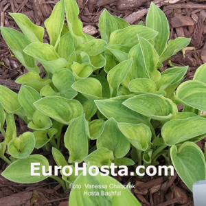 Hosta Bashful