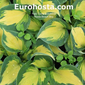 Hosta Avocado - Eurohosta