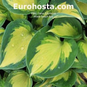 Hosta Avocado - Eurohosta