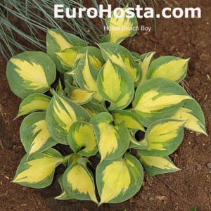 Hosta Beach Boy - Eurohosta