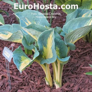 Hosta Beach Boy - Eurohosta