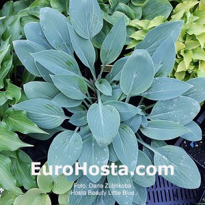 Hosta Beauty Little Blue