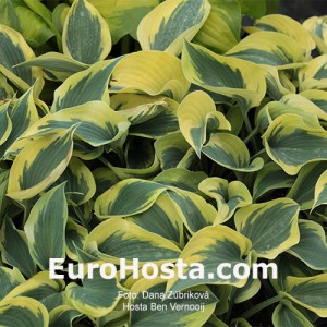 Hosta Ben Vernooij