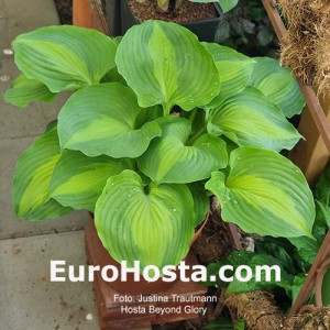 Hosta Beyond Glory