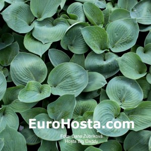 Hosta Big Daddy - Eurohosta