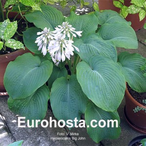 Hosta Big John