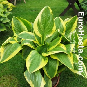 Hosta Bill Brincka