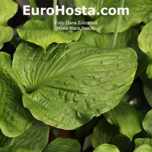 Hosta Black Beauty