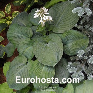 Hosta Blackjack - Eurohosta