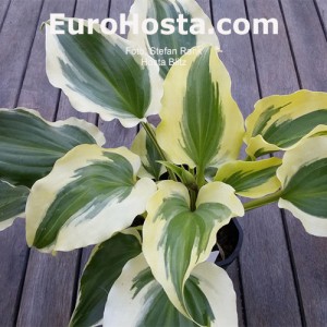 Hosta Blitz