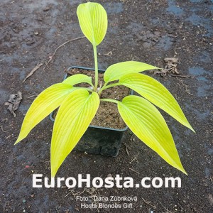 Hosta Blondes Gift 