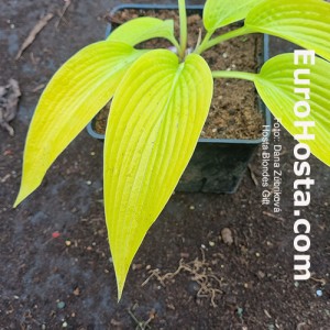 Hosta Blondes Gift 