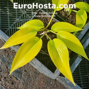 Hosta Blondes Gift 