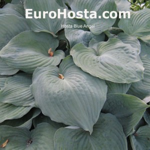 Hosta Blue Angel - Eurohosta