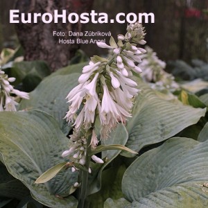 Hosta Blue Angel - Eurohosta