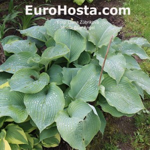 Hosta Blue Angel