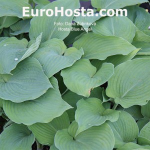 Hosta Blue Angel