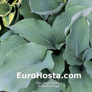 Hosta Blue Angel - Eurohosta