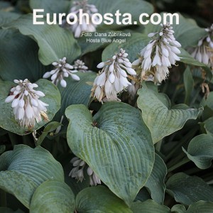 Hosta Blue Angel