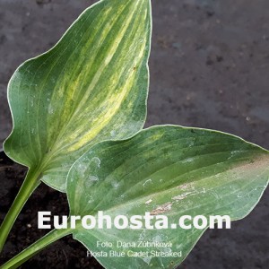 Hosta Blue Cadet Streaked