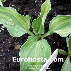 Hosta Blue Cadet Streaked