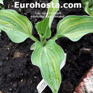 Hosta Blue Cadet Streaked