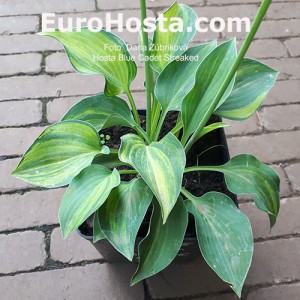 Hosta Blue Cadet Streaked