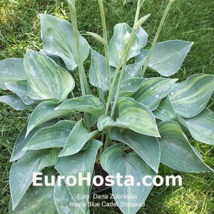 Hosta Blue Cadet Streaked