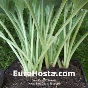 Hosta Blue Cadet Streaked