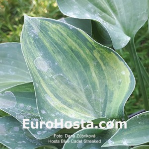 Hosta Blue Cadet Streaked