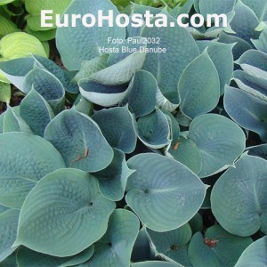 Hosta Blue Danube | EUROHOSTA