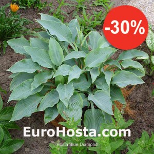 Hosta Blue Diamond - Eurohosta