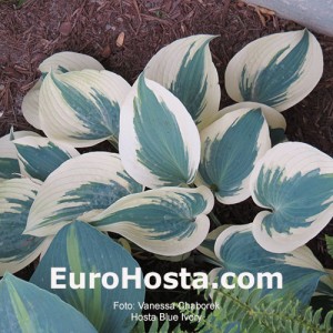 Hosta Blue Ivory