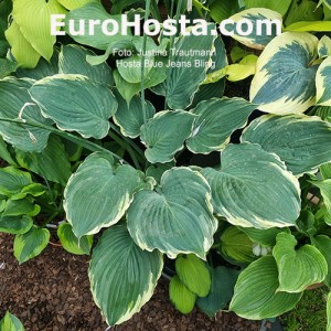 Hosta Blue Jeans Blink