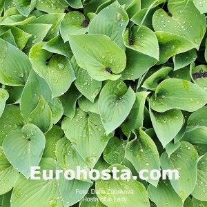 Hosta Blue Lady