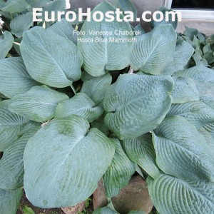 Hosta Blue Mammoth- Eurohosta