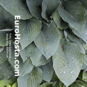 Hosta Blue Mammoth- Eurohosta