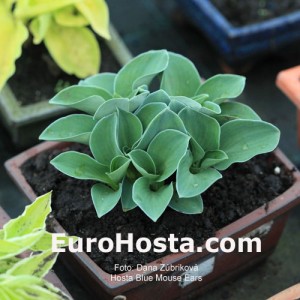 Hosta Blue Mouse Ears - Eurohosta