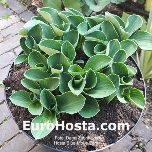 Hosta Blue Mouse Ears