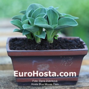Hosta Blue Mouse Ears - Eurohosta