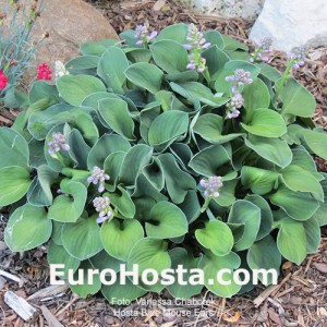 Hosta Blue Mouse Ears - Eurohosta