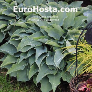 Hosta Blue Wedgwood - Eurohosta