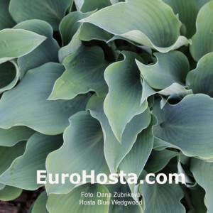 Hosta Blue Wedgwood - Eurohosta