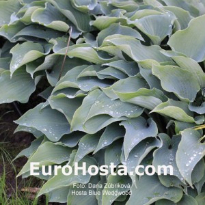 Hosta Blue Wedgwood - Eurohosta