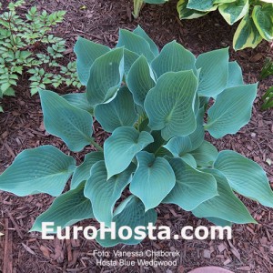 Hosta Blue Wedgwood - Eurohosta