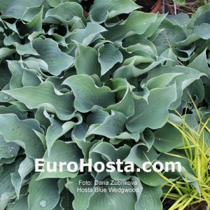 Hosta Blue Wedgwood - Eurohosta