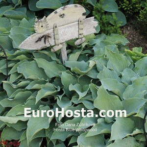 Hosta Blue Wedgwood - Eurohosta